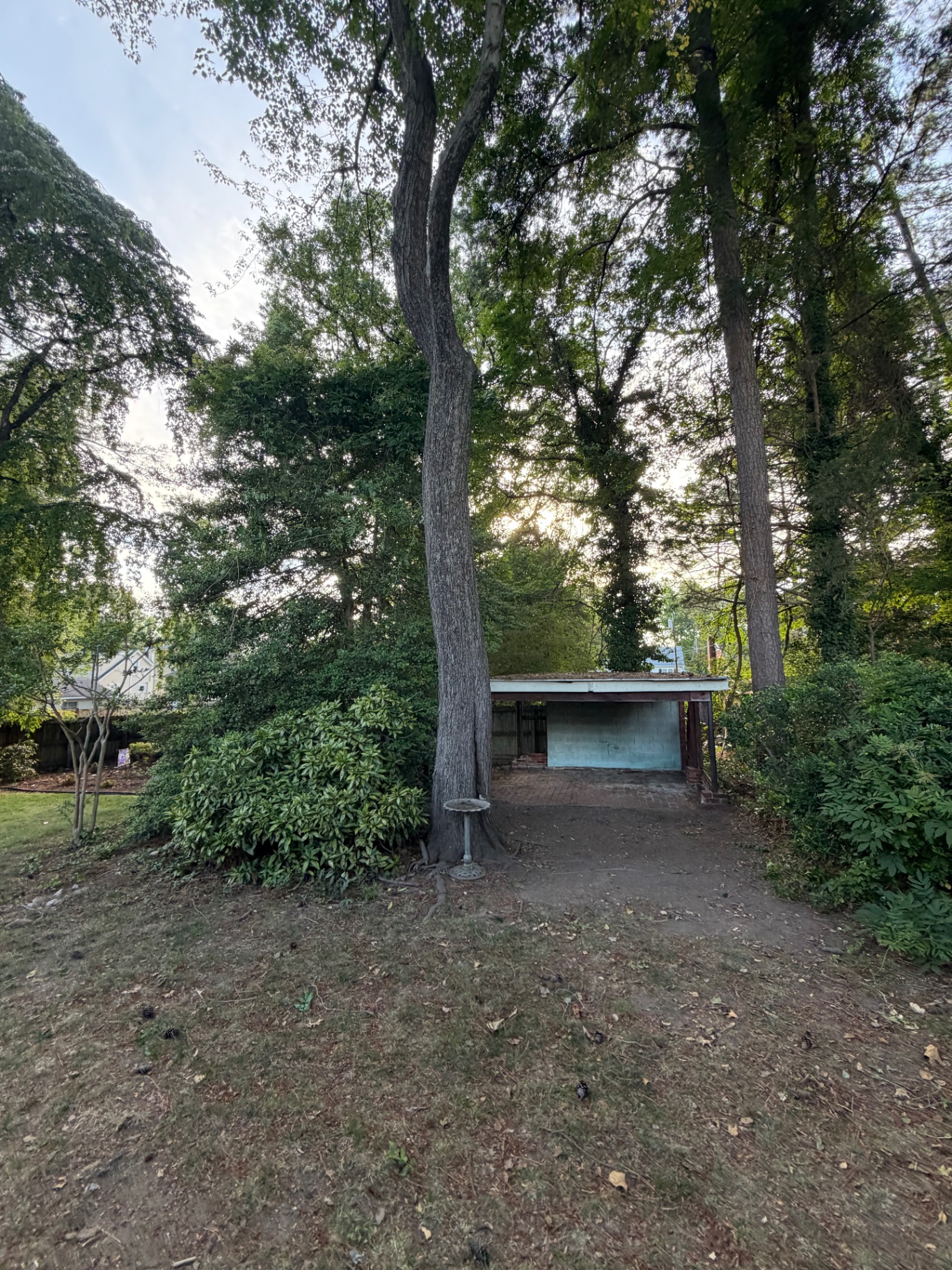After: cleared backyard with brush hauled and grade exposed